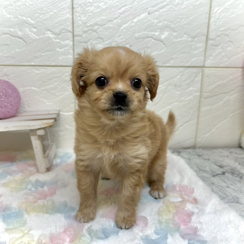 兵庫県のハーフ犬・ミックス犬 (犬の家＆猫の里ゆめタウン姫路店/2025年10月24日生まれ/女の子/クリーム)の子犬の4枚目の画像