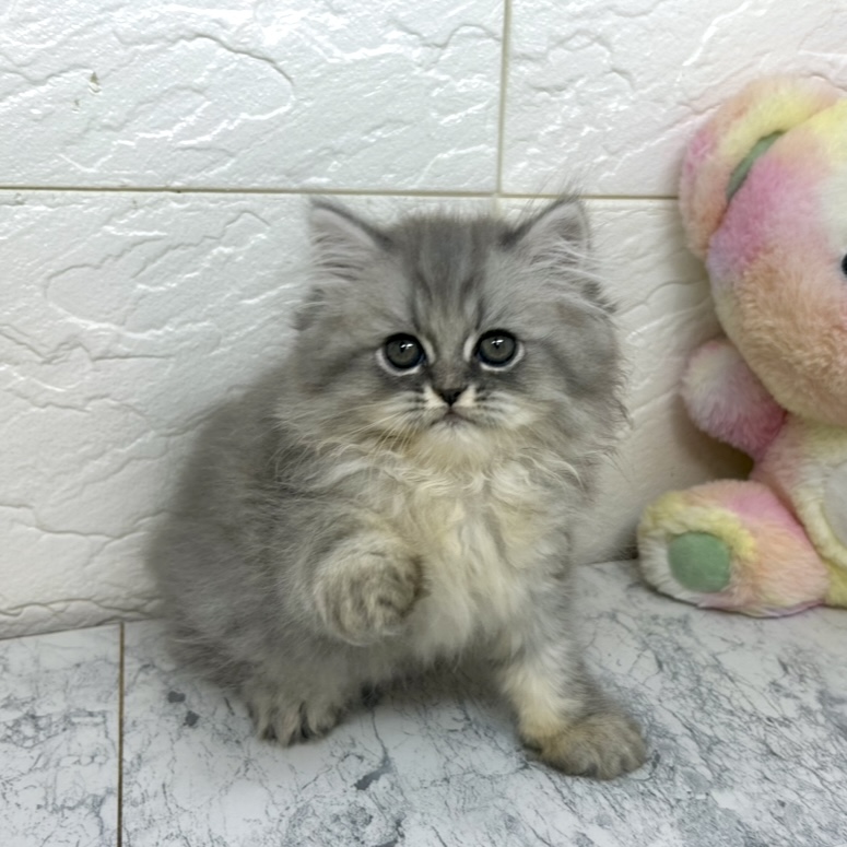 兵庫県のエキゾチック (犬の家＆猫の里ゆめタウン姫路店/2025年6月27日生まれ/男の子/ブルータビー)の子猫の4枚目の画像