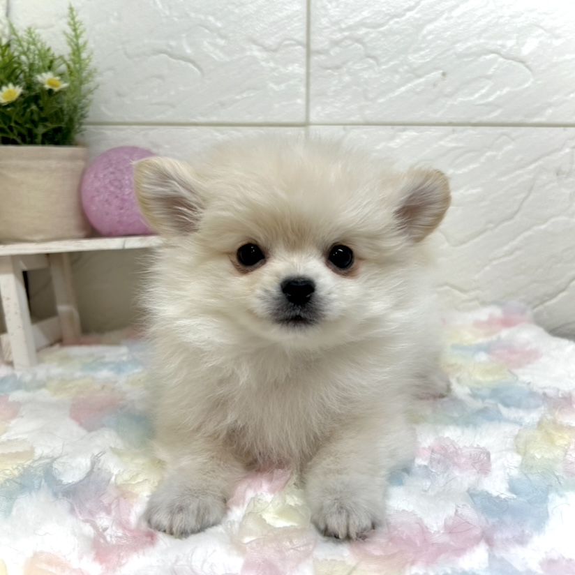 兵庫県のポメチワ/チワポメ/ポメチー(ポメラニアン×チワワ) (犬の家＆猫の里ゆめタウン姫路店/2025年10月24日生まれ/男の子/クリーム)の子犬の4枚目の画像