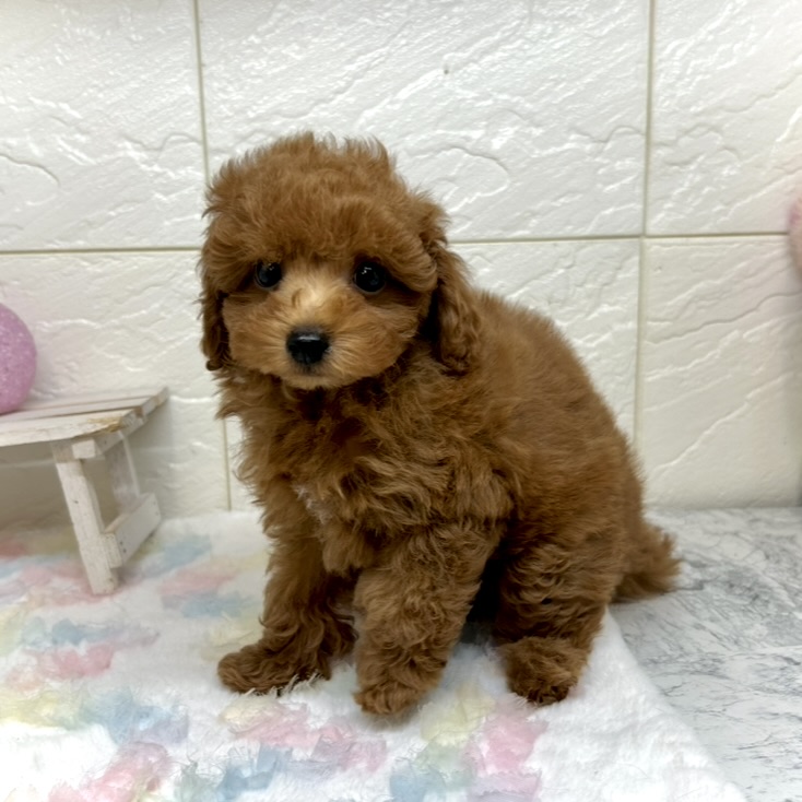 兵庫県のトイプードル(トイ) (犬の家＆猫の里ゆめタウン姫路店/2025年10月25日生まれ/男の子/レッドフォーン)の子犬の4枚目の画像