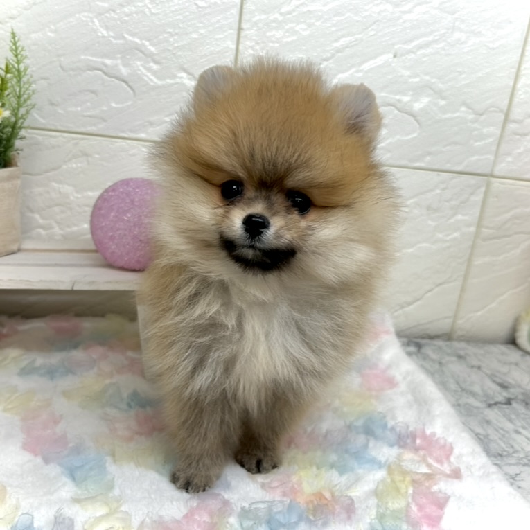 兵庫県のポメラニアン (犬の家＆猫の里ゆめタウン姫路店/2025年10月27日生まれ/男の子/オレンジ)の子犬の4枚目の画像