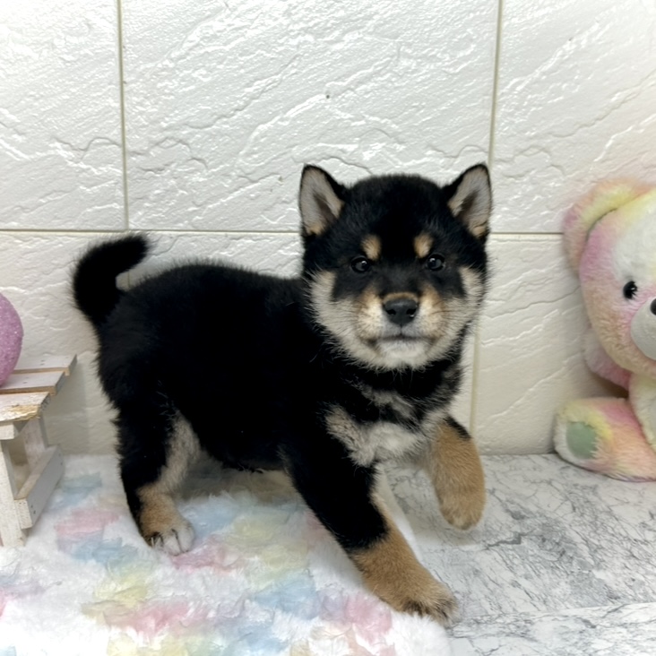 兵庫県の柴犬(標準サイズ) (犬の家＆猫の里ゆめタウン姫路店/2025年10月26日生まれ/男の子/黒)の子犬の4枚目の画像