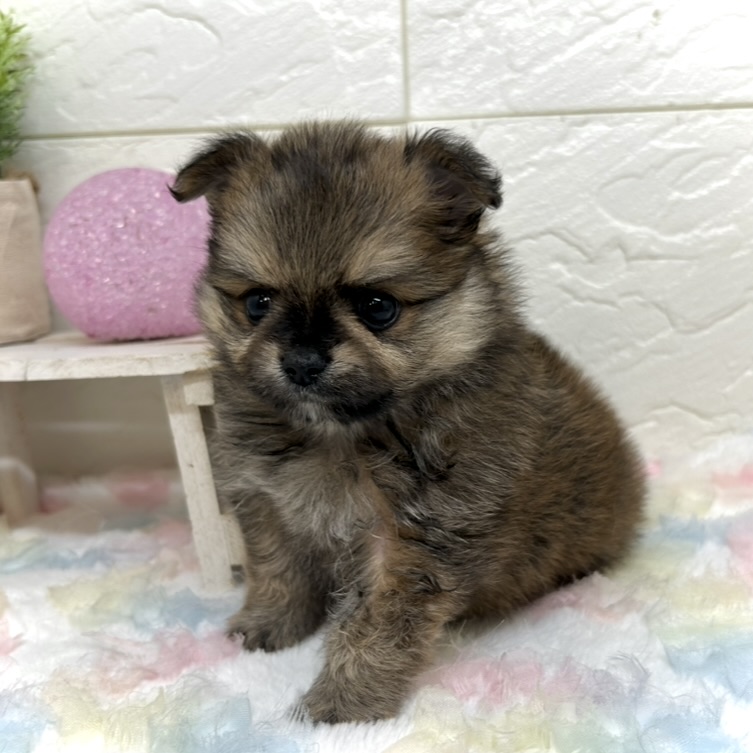 兵庫県のポメチワ/チワポメ/ポメチー(ポメラニアン×チワワ) (犬の家＆猫の里ゆめタウン姫路店/2025年10月29日生まれ/男の子/オレンジセーブル)の子犬の4枚目の画像