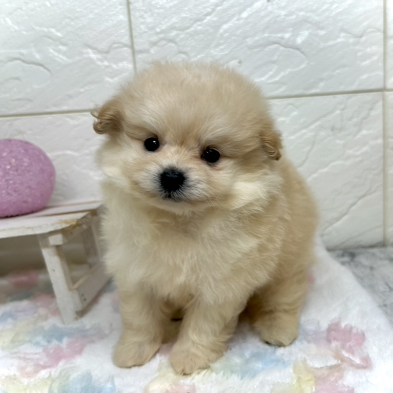 兵庫県のポメプー(ポメラニアン×プードル) (犬の家＆猫の里ゆめタウン姫路店/2025年11月1日生まれ/男の子/クリーム)の子犬
