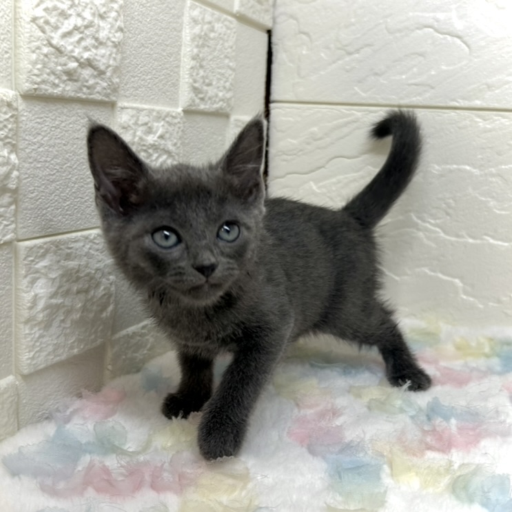 兵庫県のロシアンブルー (犬の家＆猫の里ゆめタウン姫路店/2025年11月2日生まれ/男の子/ブルー)の子猫の4枚目の画像
