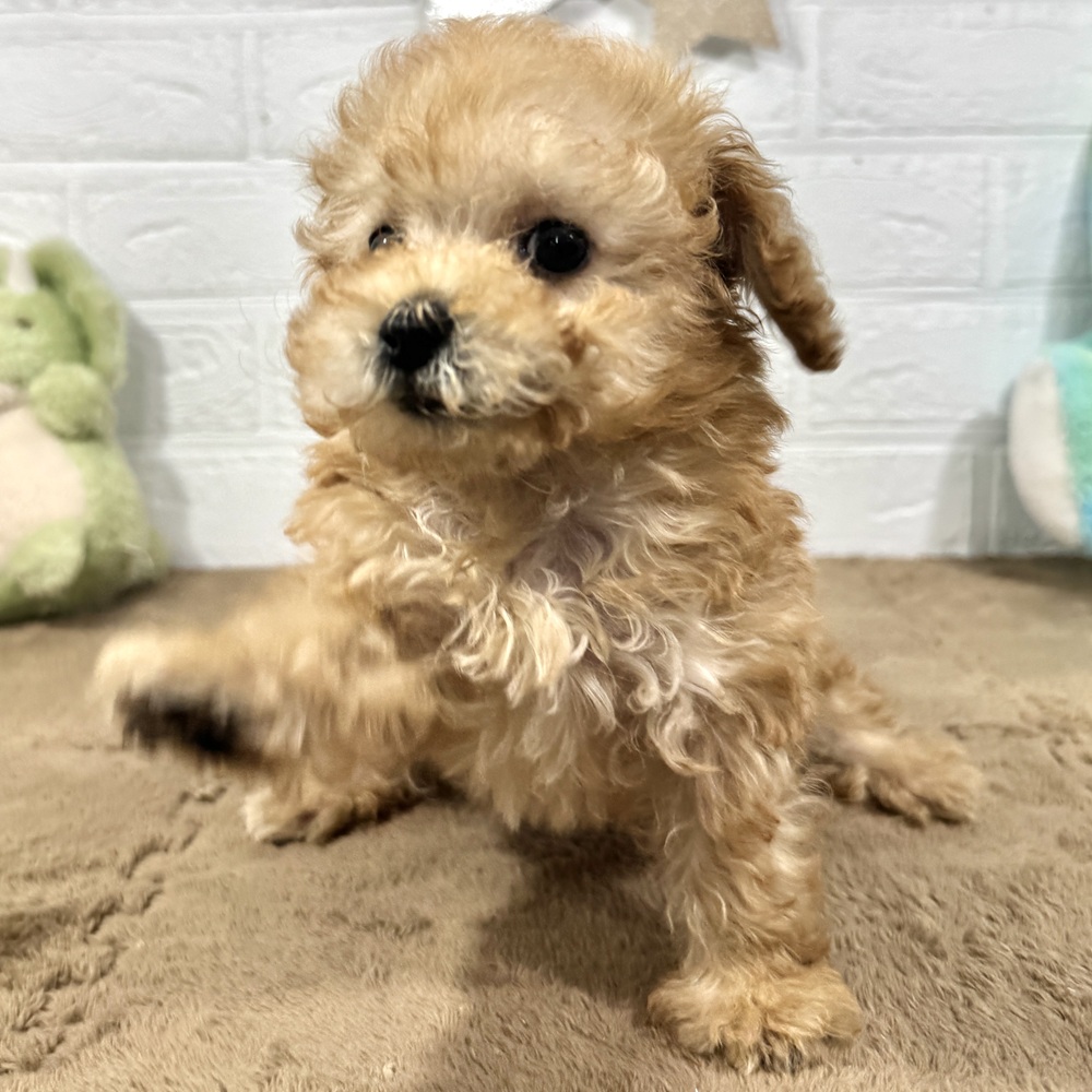 兵庫県のトイプードル(タイニー) (犬の家＆猫の里ニッケパークタウン加古川店/2025年10月9日生まれ/女の子/オレンジフォーン)の子犬の4枚目の画像