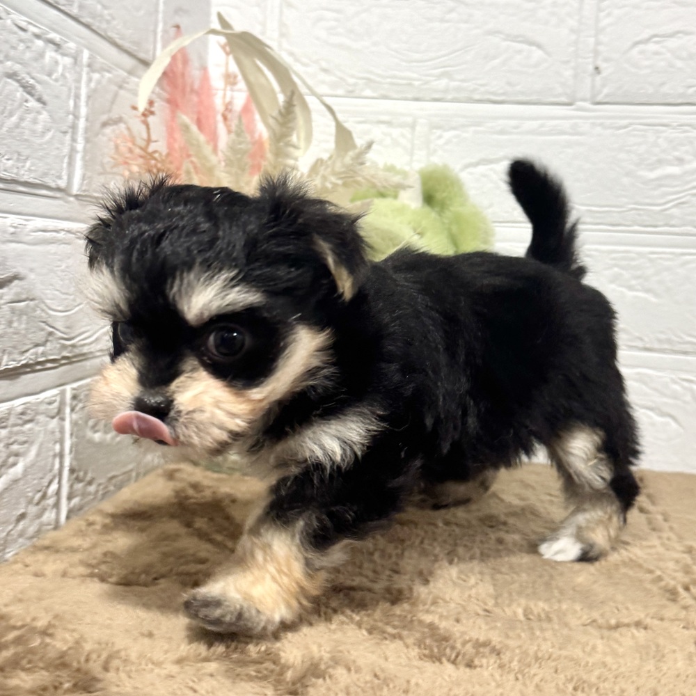 兵庫県のチワマル/マルチワ(チワワ×マルチーズ) (犬の家＆猫の里ニッケパークタウン加古川店/2025年10月9日生まれ/女の子/ブラッククリーム)の子犬の4枚目の画像