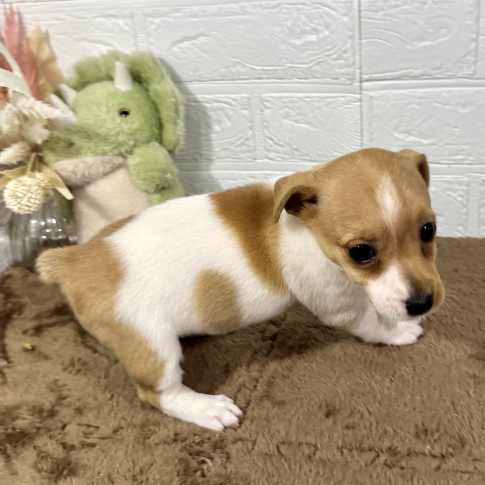 兵庫県のジャックラッセルテリア (犬の家＆猫の里ニッケパークタウン加古川店/2025年10月8日生まれ/女の子/タンホワイト)の子犬の4枚目の画像