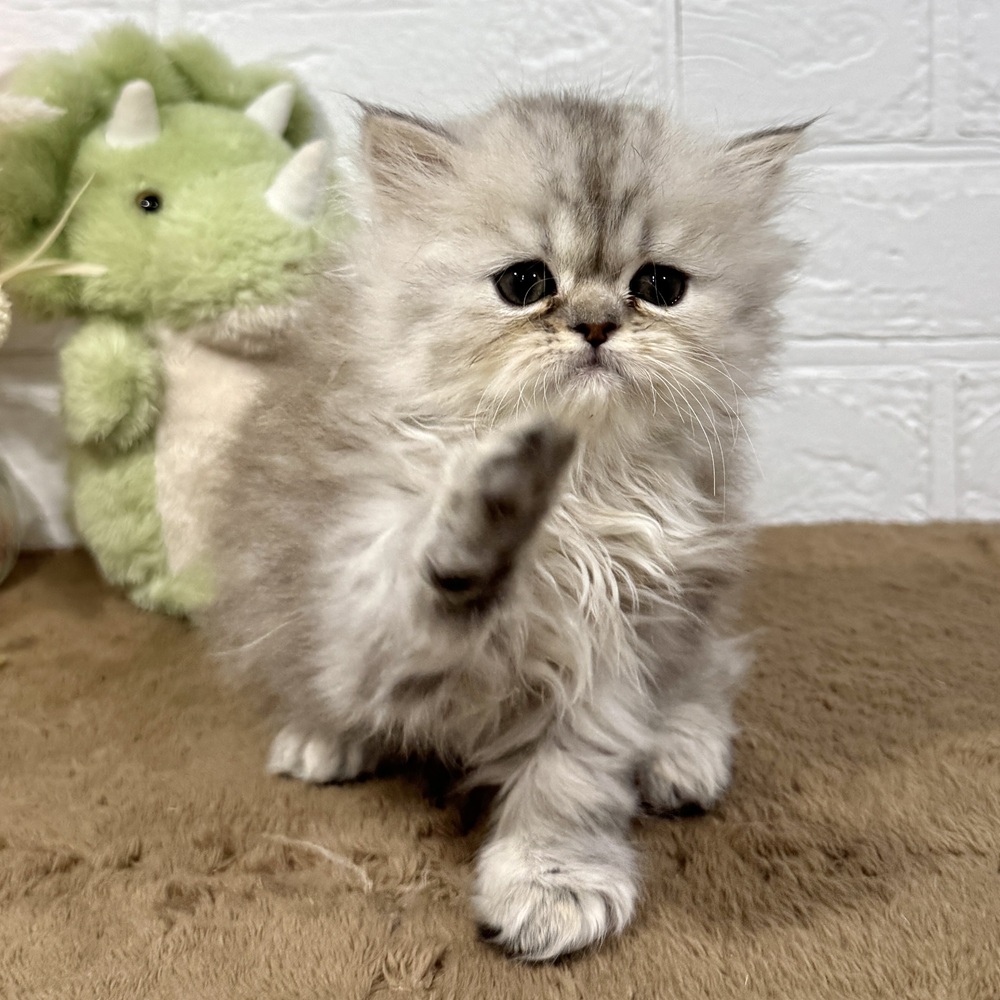 兵庫県のペルシャ (犬の家＆猫の里ニッケパークタウン加古川店/2025年10月9日生まれ/女の子/チンチラシルバー)の子猫の4枚目の画像