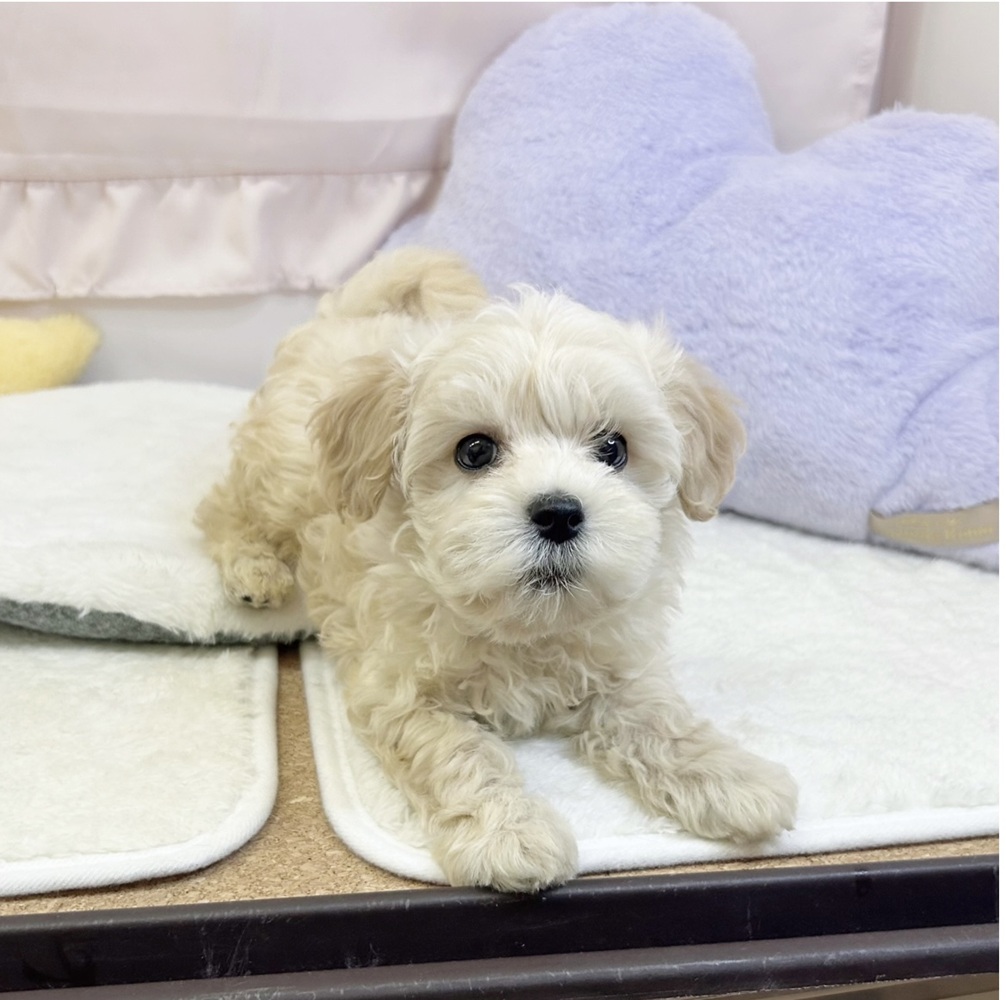 静岡県のマルプー(マルチーズ×プードル) (犬の家＆猫の里マークイズ静岡店/2026年4月7日生まれ/男の子/クリーム)の子犬の4枚目の画像