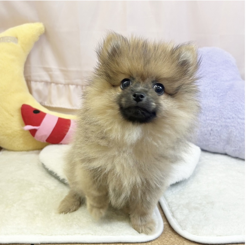 静岡県のポメラニアン (犬の家＆猫の里マークイズ静岡店/2026年3月16日生まれ/男の子/オレンジ)の子犬の4枚目の画像