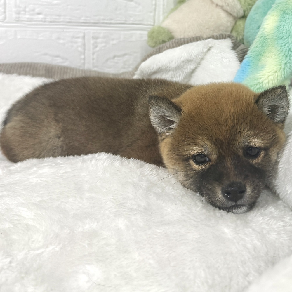 兵庫県の豆柴 (犬の家＆猫の里ニッケパークタウン加古川店/2026年4月27日生まれ/女の子/赤)の子犬の4枚目の画像