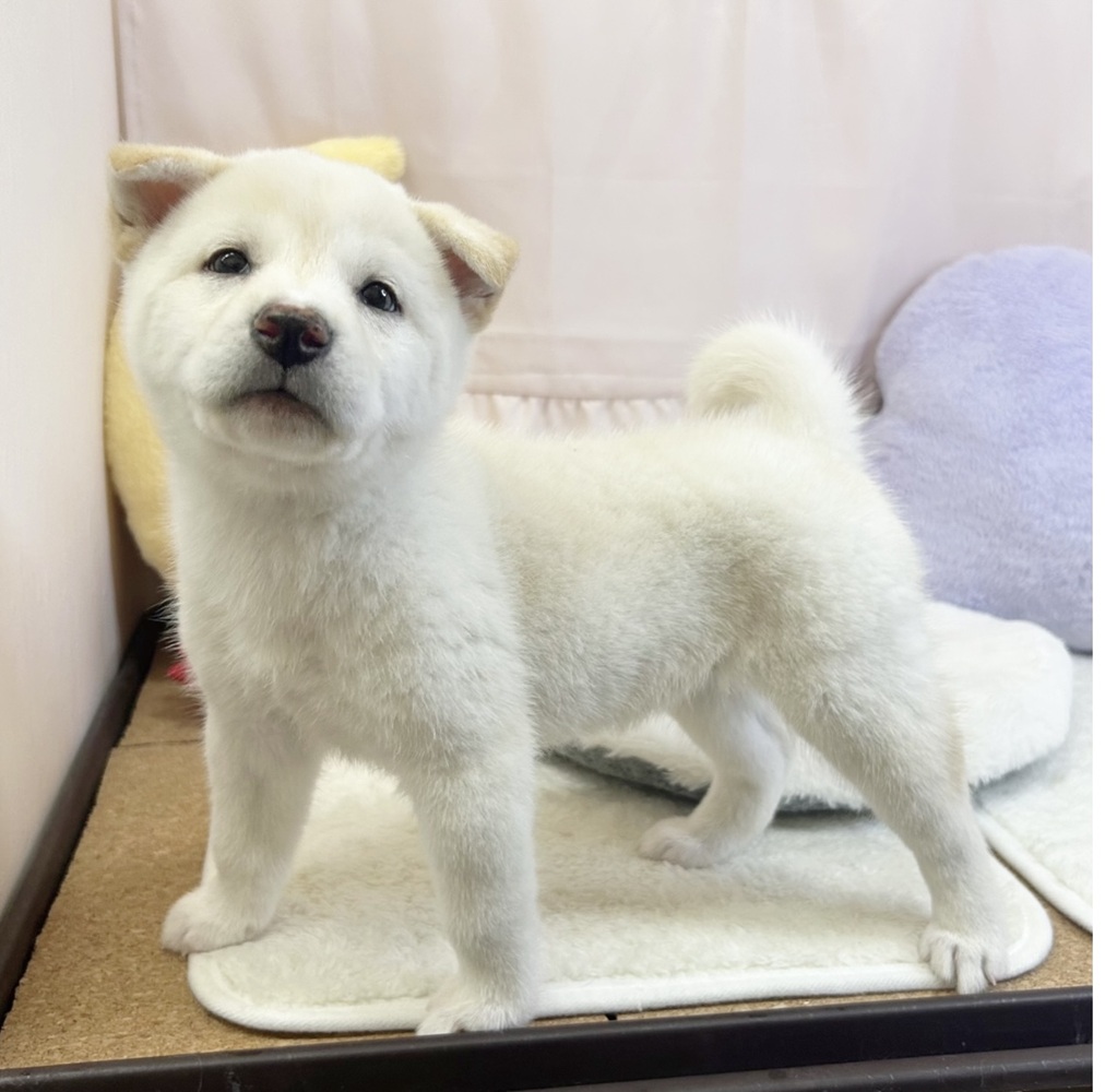 静岡県の柴犬(標準サイズ) (犬の家＆猫の里マークイズ静岡店/2026年3月30日生まれ/女の子/白)の子犬の4枚目の画像