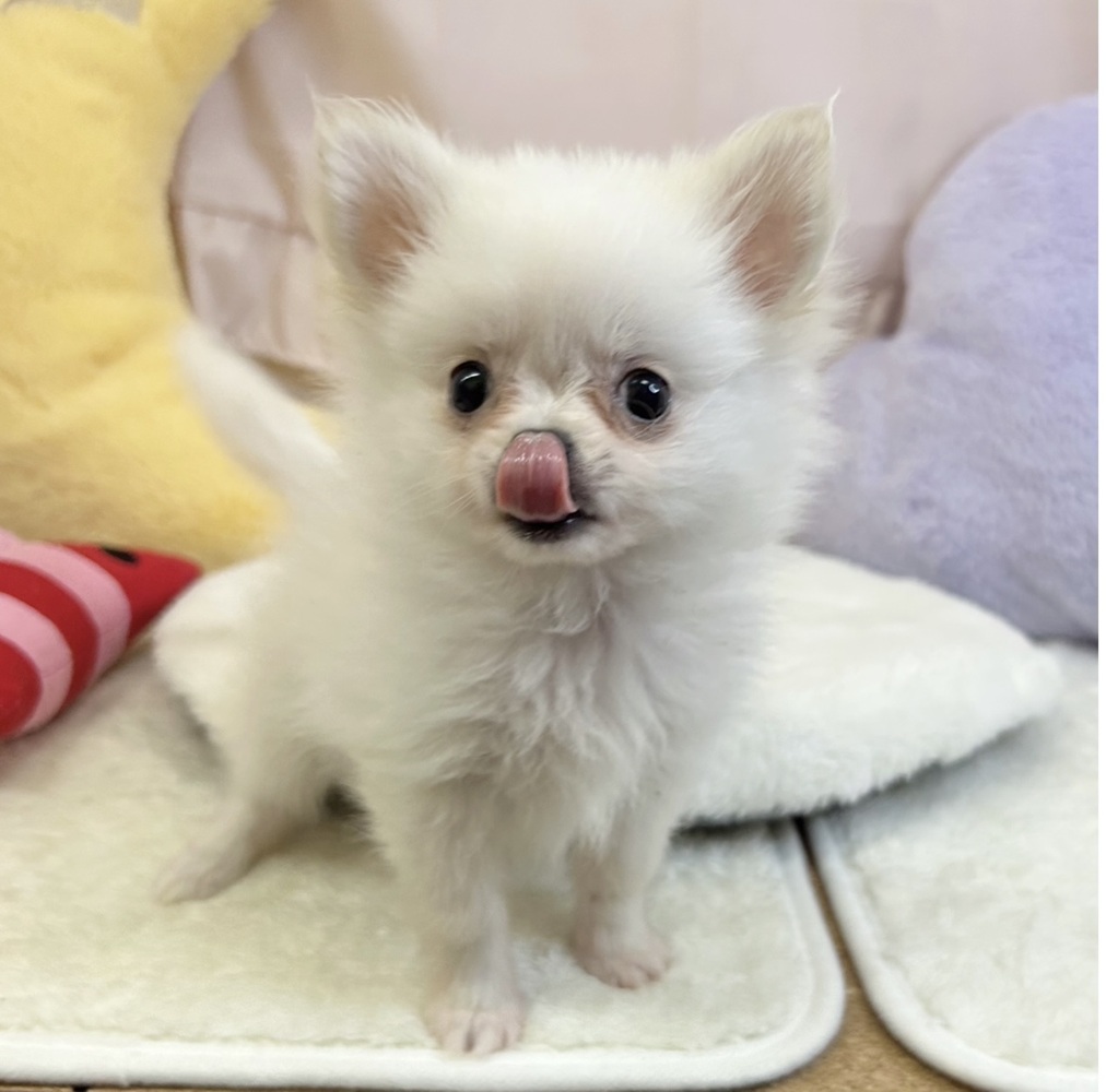 静岡県のポメチワ/チワポメ/ポメチー(ポメラニアン×チワワ) (犬の家＆猫の里マークイズ静岡店/2026年3月27日生まれ/男の子/クリーム)の子犬の4枚目の画像