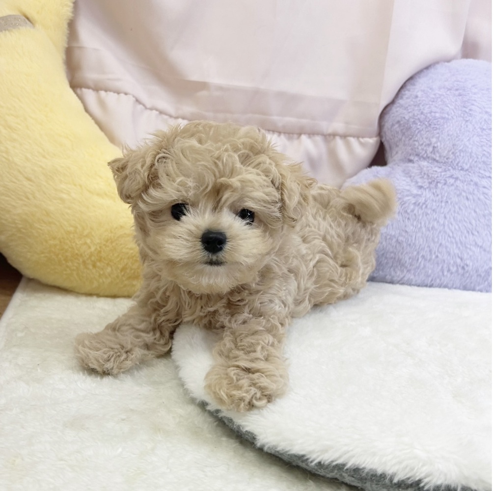 静岡県のチワプー/プーチー(チワワ×プードル) (犬の家＆猫の里マークイズ静岡店/2026年3月25日生まれ/男の子/アプリコット)の子犬の4枚目の画像