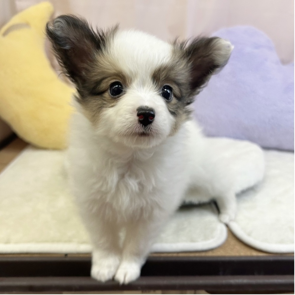 静岡県のパピヨン (犬の家＆猫の里マークイズ静岡店/2026年4月5日生まれ/男の子/ホワイトブラウン)の子犬の4枚目の画像