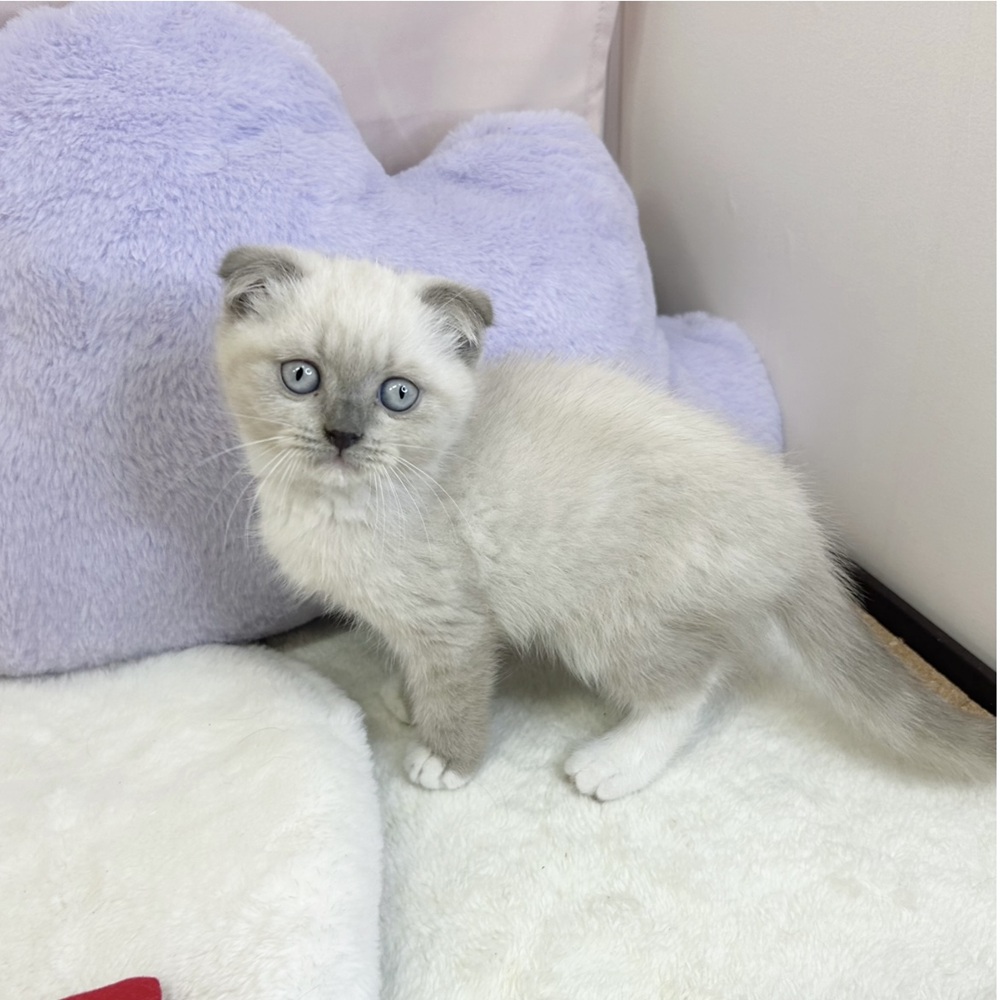 静岡県のスコティッシュフォールド (犬の家＆猫の里マークイズ静岡店/2026年3月27日生まれ/男の子/ブルーポイントホワイト)の子猫の4枚目の画像