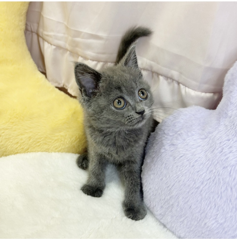 静岡県のブリティッシュショートヘアー (犬の家＆猫の里マークイズ静岡店/2026年3月21日生まれ/女の子/ブルー)の子猫の4枚目の画像