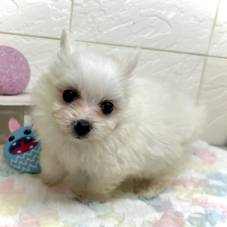 兵庫県のポメビション(ポメラニアン×ビションフリーゼ) (犬の家＆猫の里ゆめタウン姫路店/2025年9月6日生まれ/女の子/ホワイト)の子犬の4枚目の画像