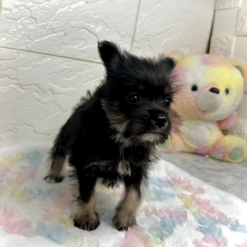 兵庫県のポメシュナ/シュナポメ(ポメラニアン×シュナウザー) (犬の家＆猫の里ゆめタウン姫路店/2025年8月30日生まれ/女の子/ブラックタン)の子犬の4枚目の画像