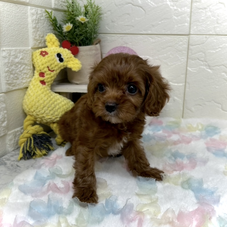 兵庫県のキャバプー(キャバリア×プードル) (犬の家＆猫の里ゆめタウン姫路店/2025年9月6日生まれ/男の子/レッド)の子犬の4枚目の画像