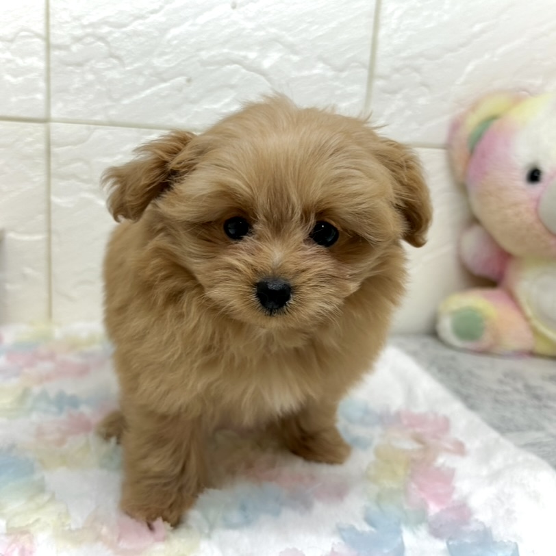 兵庫県のポメプー(ポメラニアン×プードル) (犬の家＆猫の里ゆめタウン姫路店/2025年9月4日生まれ/女の子/アプリコット)の子犬の4枚目の画像