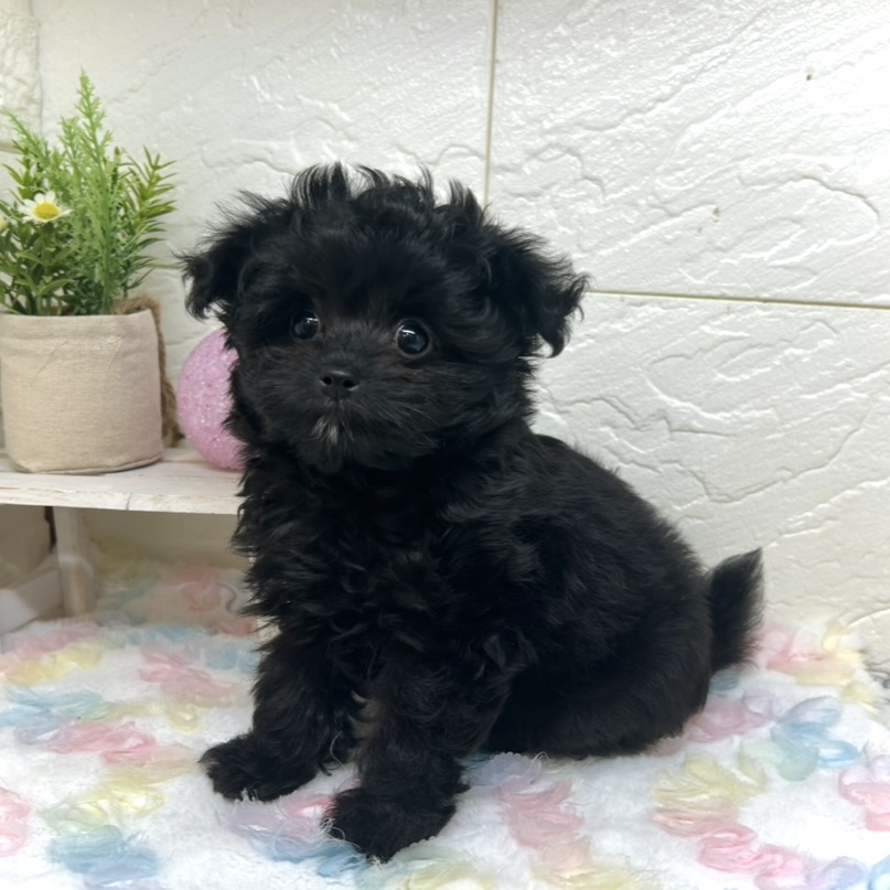 兵庫県のチワプー/プーチー(チワワ×プードル) (犬の家＆猫の里ゆめタウン姫路店/2025年10月26日生まれ/女の子/ブラック)の子犬の1枚目の画像