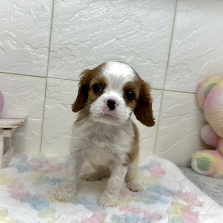 兵庫県のキャバリアキングチャールズスパニエル (犬の家＆猫の里ゆめタウン姫路店/2025年8月26日生まれ/男の子/ブレンハイム)の子犬の4枚目の画像