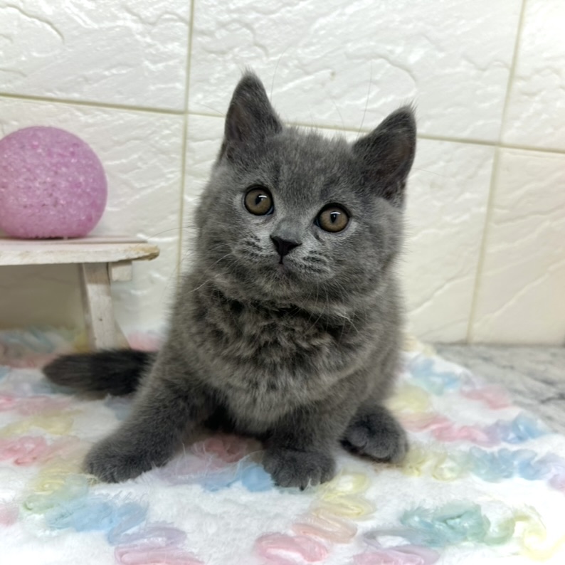 兵庫県のスコティッシュフォールド (犬の家＆猫の里ゆめタウン姫路店/2025年10月28日生まれ/男の子/ブルー)の子猫の4枚目の画像