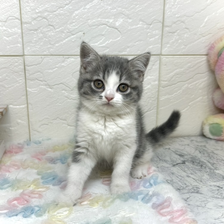 兵庫県のスコティッシュフォールド (犬の家＆猫の里ゆめタウン姫路店/2025年10月30日生まれ/女の子/ブルータビーホワイト)の子猫の4枚目の画像