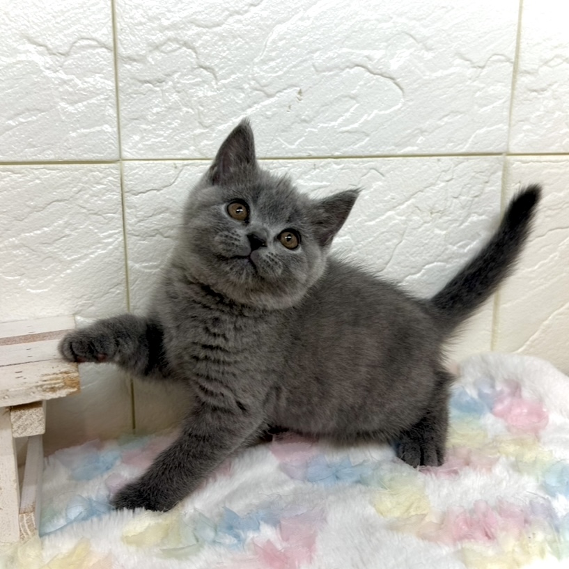 兵庫県のブリティッシュショートヘアー (犬の家＆猫の里ゆめタウン姫路店/2025年9月2日生まれ/女の子/ブルー)の子猫の4枚目の画像
