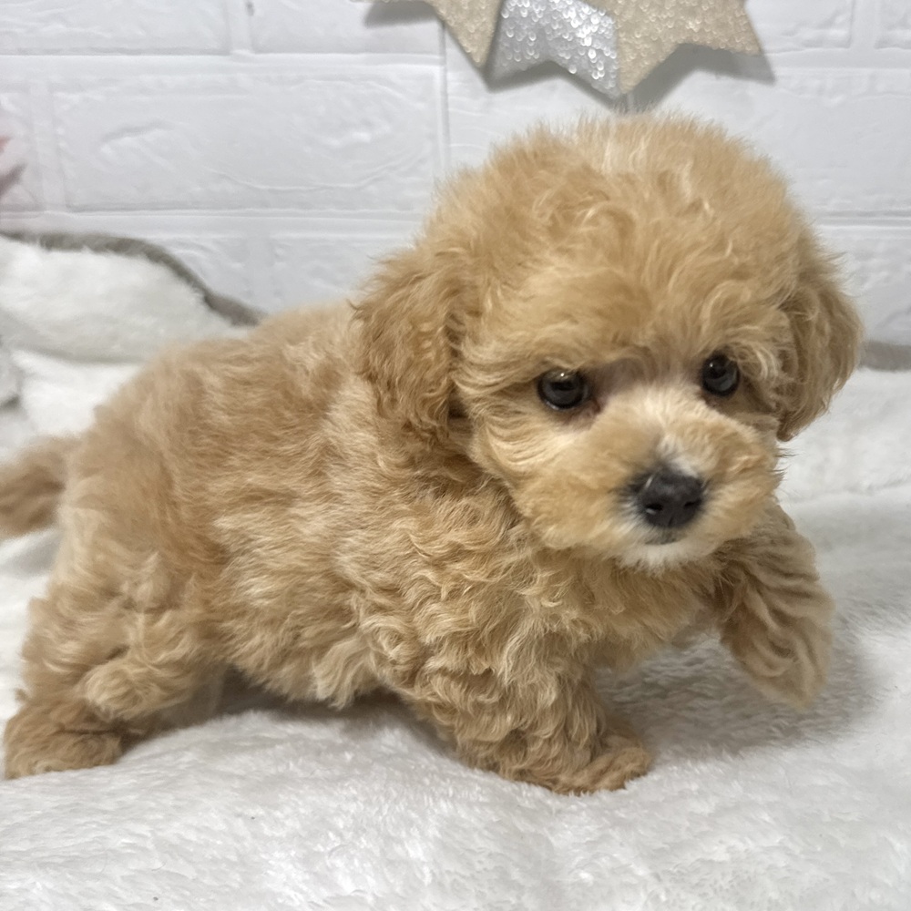 兵庫県のマルプー(マルチーズ×プードル) (犬の家＆猫の里ニッケパークタウン加古川店/2026年5月1日生まれ/女の子/クリーム)の子犬の4枚目の画像