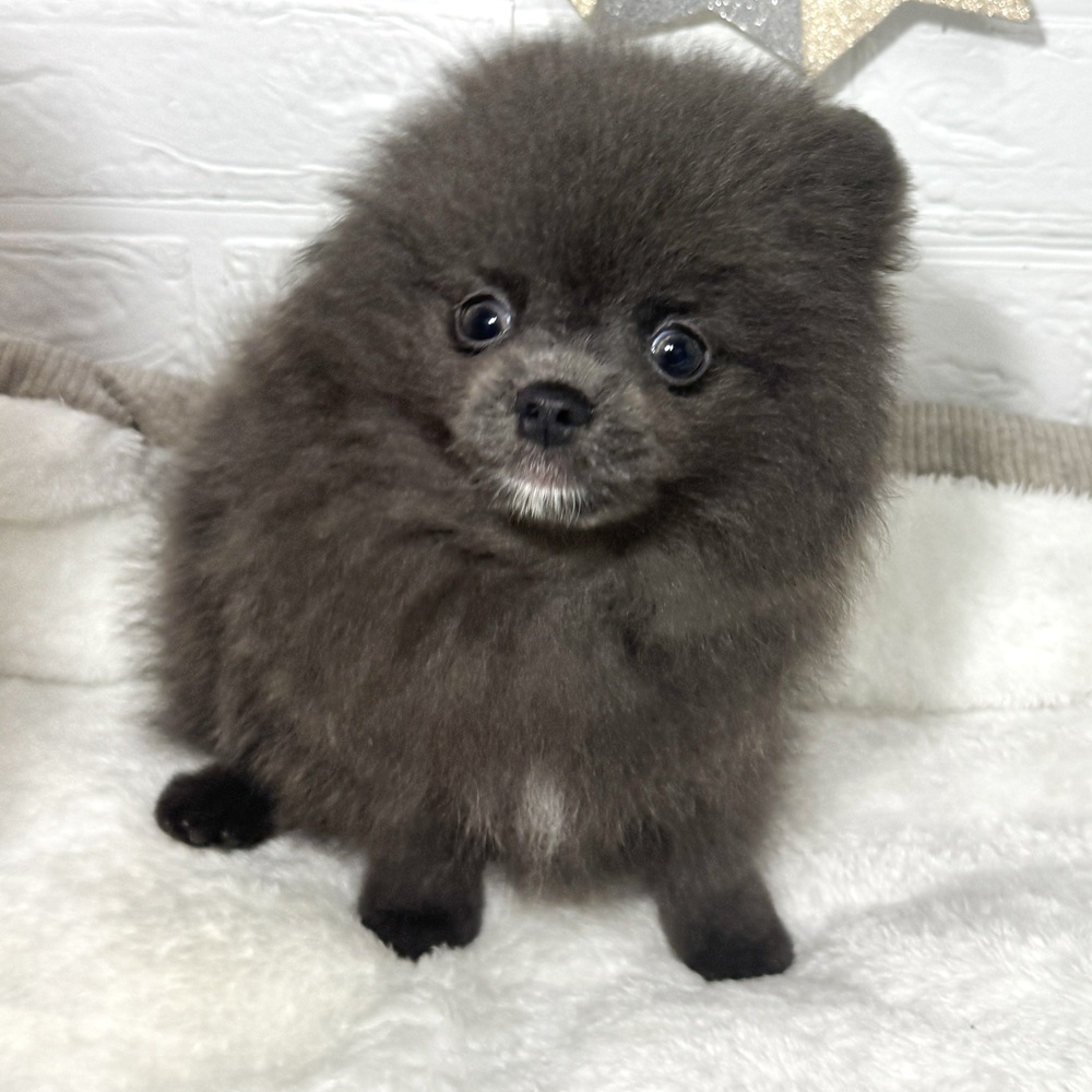 兵庫県のポメラニアン (犬の家＆猫の里ニッケパークタウン加古川店/2026年4月11日生まれ/男の子/ブルー)の子犬の4枚目の画像