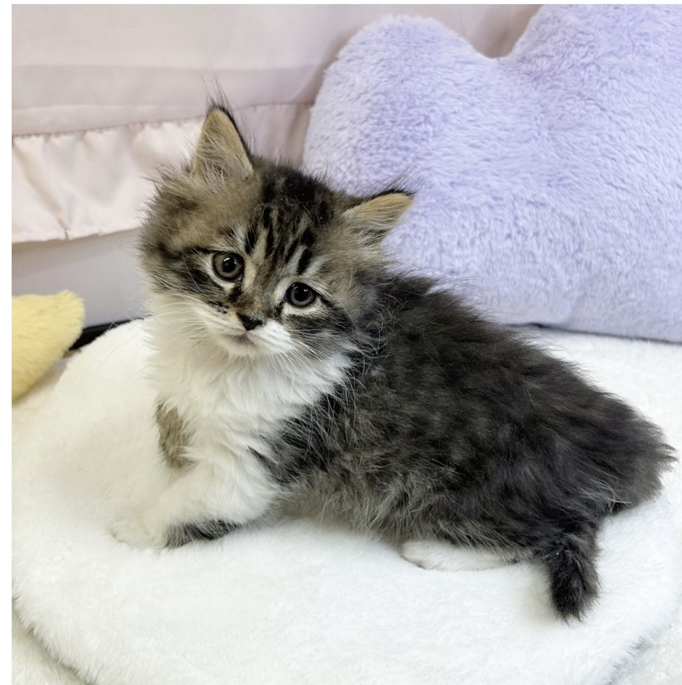 静岡県のマンチカン (犬の家＆猫の里マークイズ静岡店/2026年4月14日生まれ/男の子/ブラウンタビーホワイト)の子猫の4枚目の画像