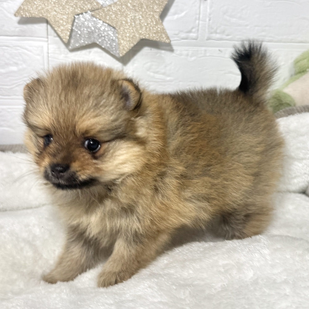 兵庫県のポメラニアン (犬の家＆猫の里ニッケパークタウン加古川店/2026年5月2日生まれ/女の子/オレンジ)の子犬の4枚目の画像