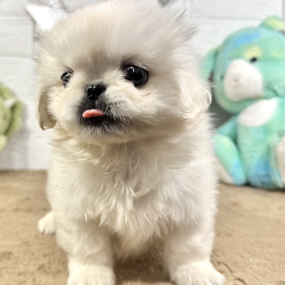 兵庫県のペキニーズ (犬の家＆猫の里ニッケパークタウン加古川店/2025年10月15日生まれ/男の子/ホワイト)の子犬の4枚目の画像