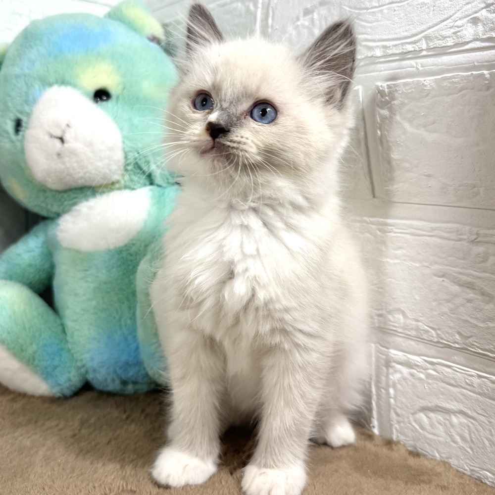 兵庫県のラグドール (犬の家＆猫の里ニッケパークタウン加古川店/2025年10月16日生まれ/女の子/ブルーポイントミテッド)の子猫の4枚目の画像