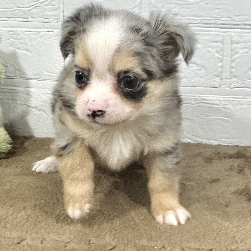 兵庫県のチワックス(チワワ×ダックス) (犬の家＆猫の里ニッケパークタウン加古川店/2025年10月15日生まれ/男の子/ブルーマールホワイト)の子犬の4枚目の画像