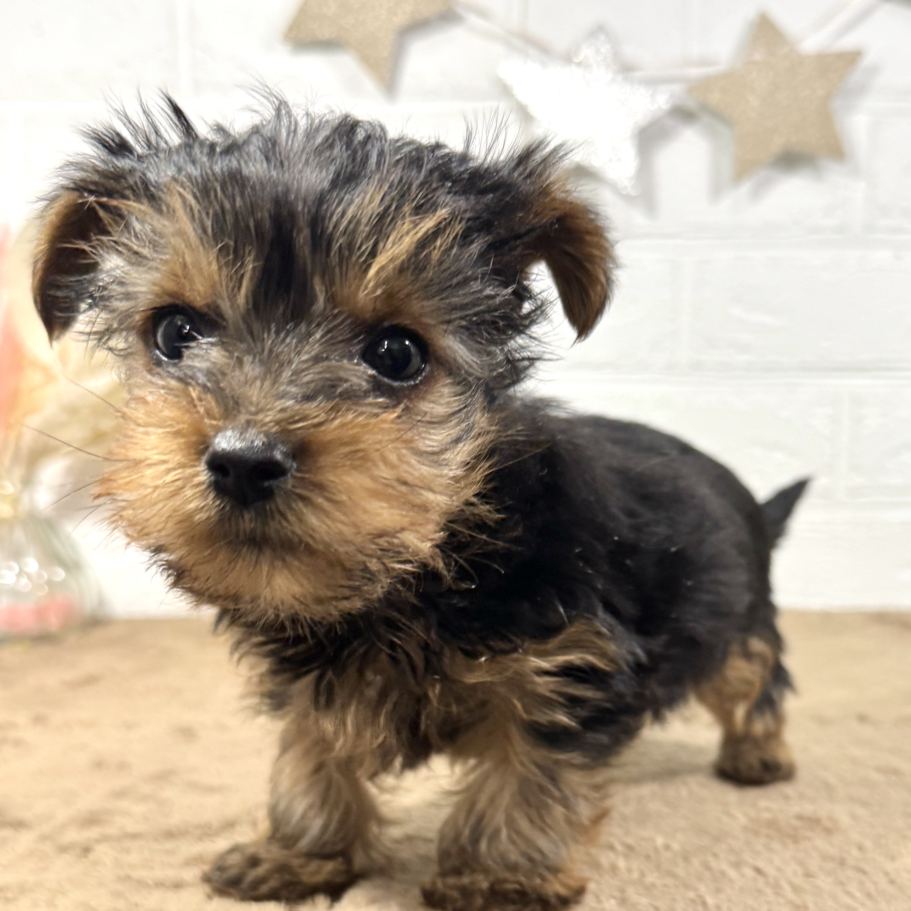 兵庫県のヨークシャーテリア (犬の家＆猫の里ニッケパークタウン加古川店/2025年10月12日生まれ/男の子/スチールブルータン)の子犬の4枚目の画像