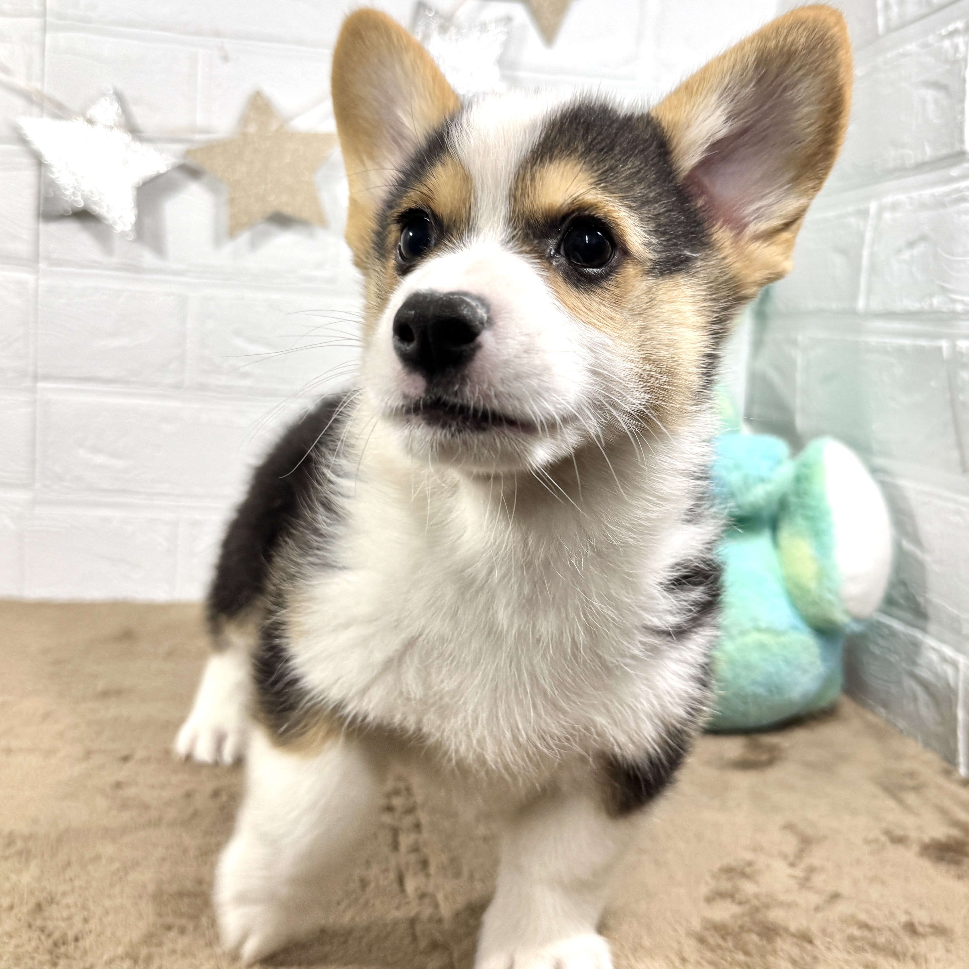 兵庫県のウェルシュコーギーペンブローク (犬の家＆猫の里ニッケパークタウン加古川店/2025年10月12日生まれ/男の子/ブラックタンホワイト)の子犬の4枚目の画像