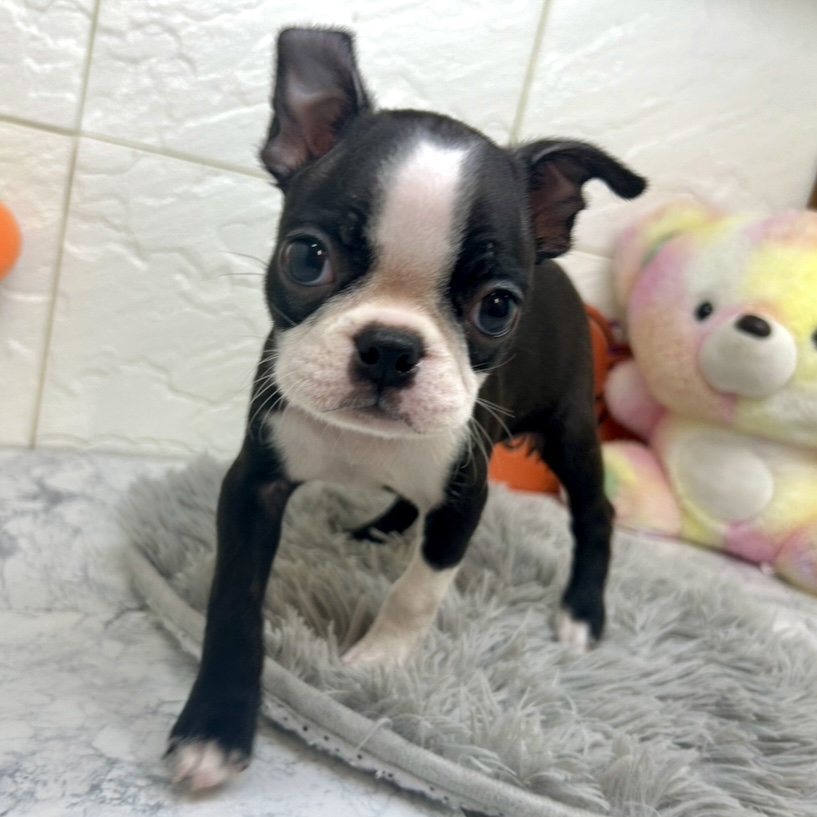 兵庫県のボストンテリア (犬の家＆猫の里ゆめタウン姫路店/2025年7月3日生まれ/男の子/ボストンカラー)の子犬の4枚目の画像