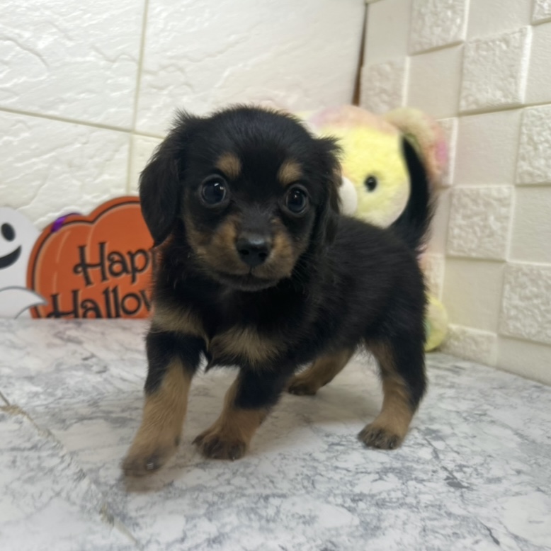 兵庫県のチワックス(チワワ×ダックス) (犬の家＆猫の里ゆめタウン姫路店/2025年6月30日生まれ/男の子/ブラックタン)の子犬の4枚目の画像