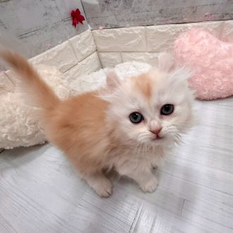 静岡県のアメリカンカール (犬の家＆猫の里プレ葉ウォーク浜北店/2026年1月13日生まれ/女の子/クリーム)の子猫の4枚目の画像