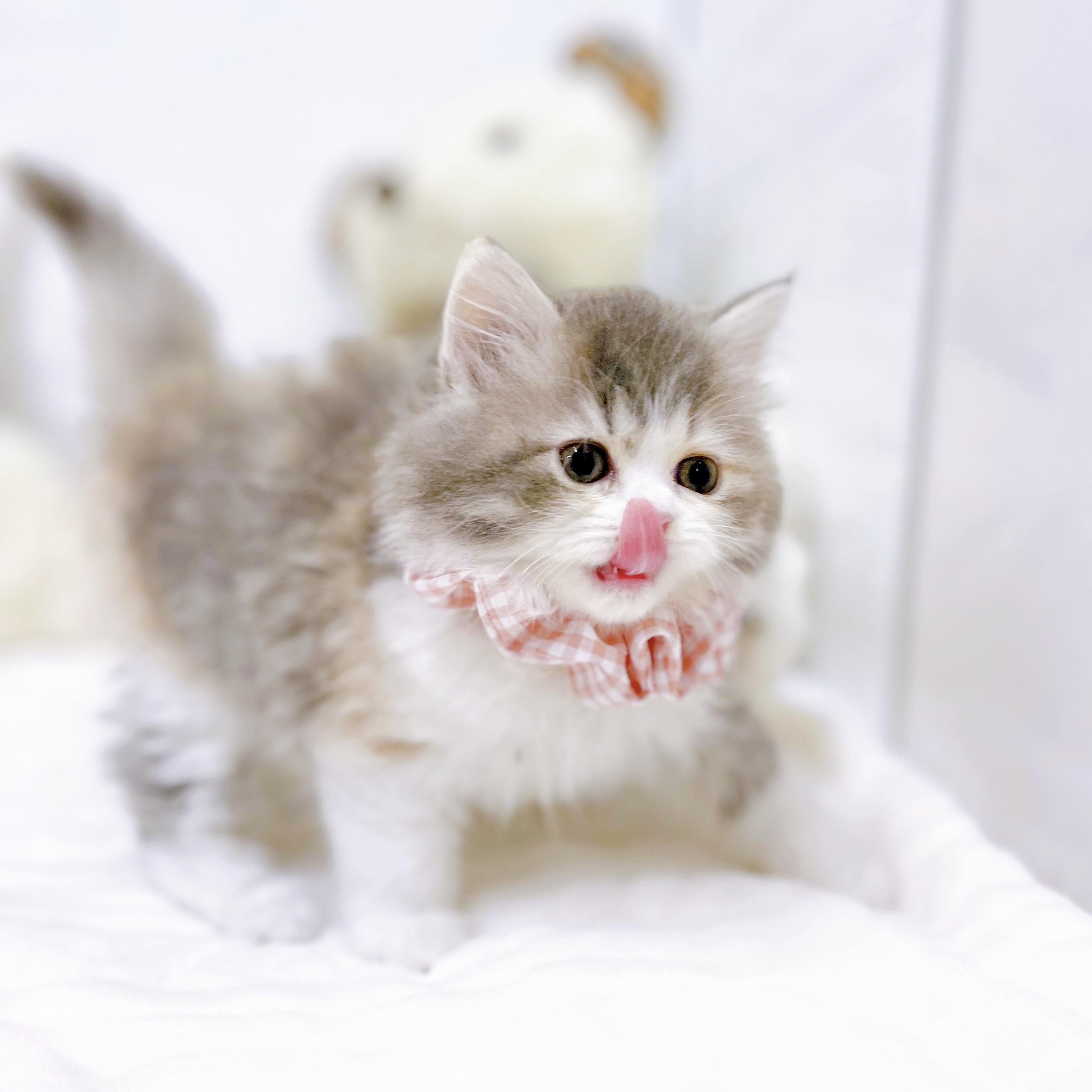 滋賀県のサイベリアン (犬の家＆猫の里近江八幡店/2025年8月28日生まれ/女の子/ブルーパッチドタビーホワイト)の子猫の4枚目の画像