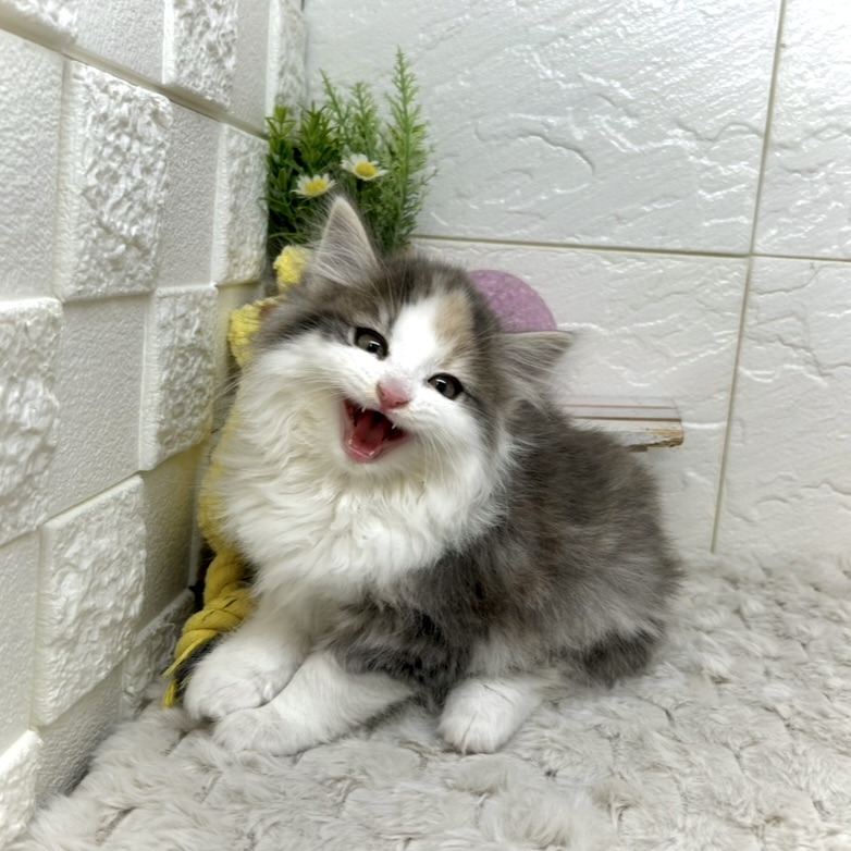 兵庫県のノルウェージャンフォレストキャット (犬の家＆猫の里ゆめタウン姫路店/2025年11月13日生まれ/女の子/ブルーパッチドタビーホワイト)の子猫の4枚目の画像