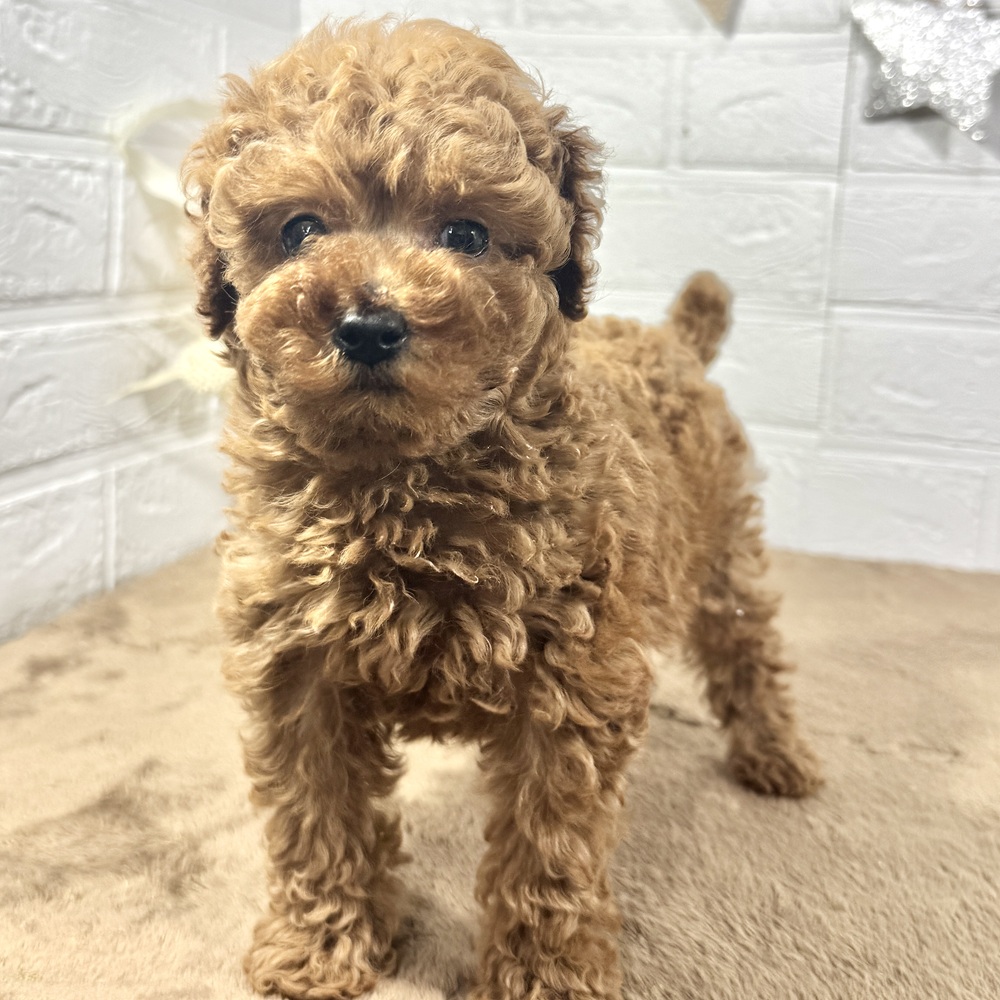 兵庫県のトイプードル(トイ) (犬の家＆猫の里ニッケパークタウン加古川店/2025年10月19日生まれ/男の子/レッド)の子犬の4枚目の画像