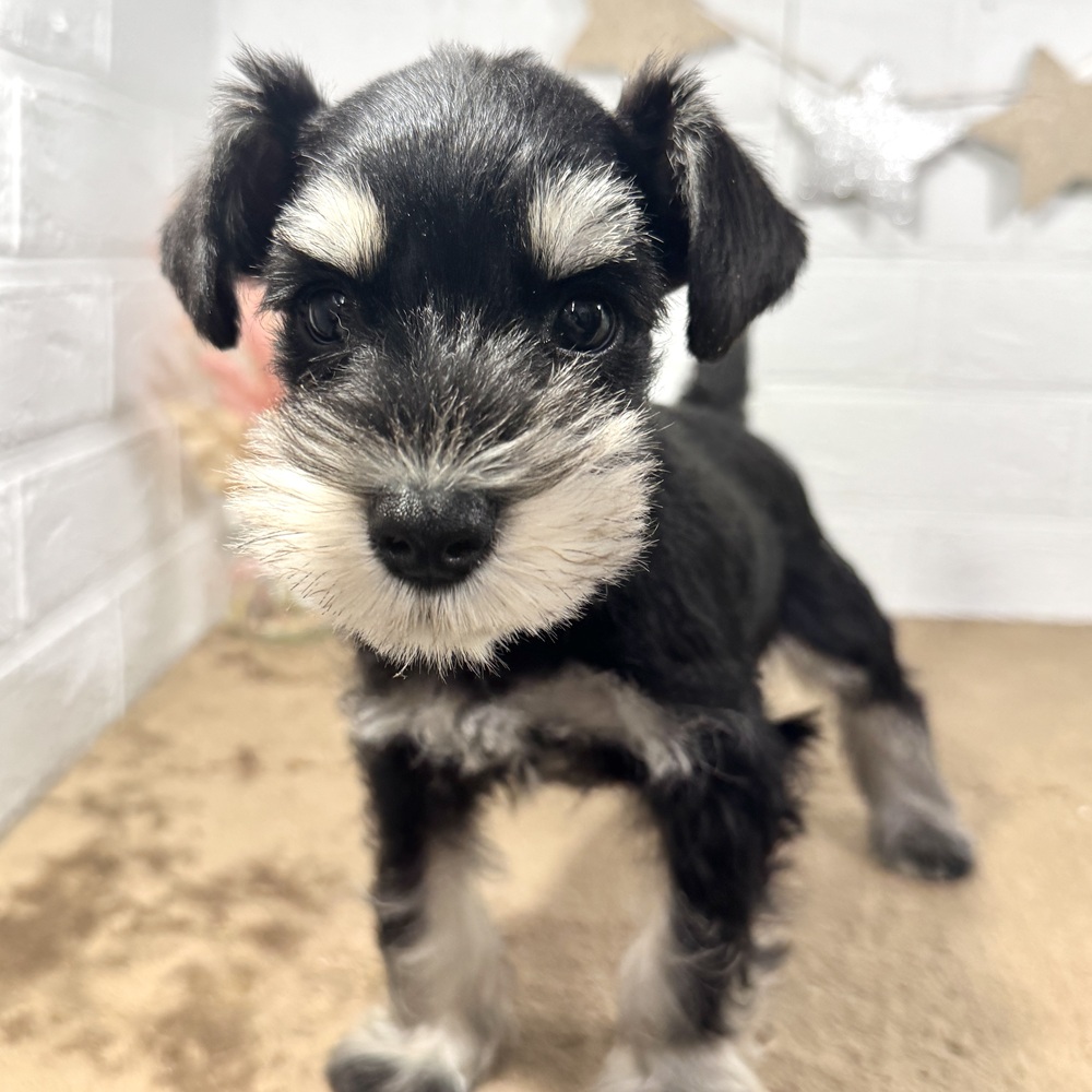 兵庫県のミニチュアシュナウザー (犬の家＆猫の里ニッケパークタウン加古川店/2025年10月22日生まれ/女の子/ブラックシルバー)の子犬の4枚目の画像