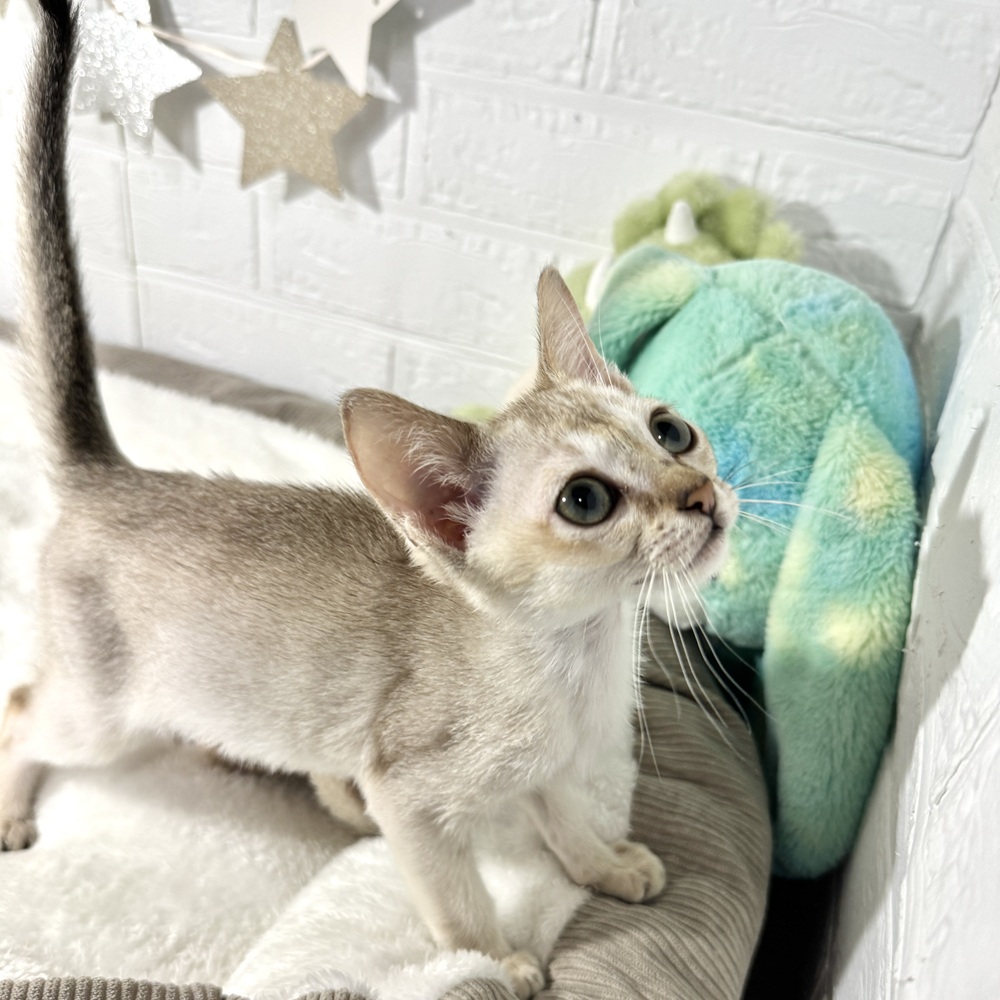 兵庫県のシンガプーラ (犬の家＆猫の里ニッケパークタウン加古川店/2026年5月11日生まれ/男の子/セピアアグーティ)の子猫の4枚目の画像