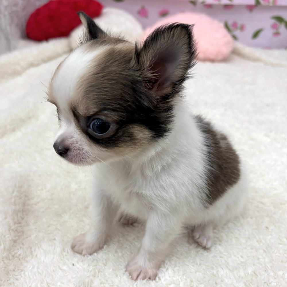 愛知県のチワワ(ロング) (犬の家＆猫の里エアポートウォーク店/2026年5月12日生まれ/男の子/フォーンホワイト)の子犬の4枚目の画像