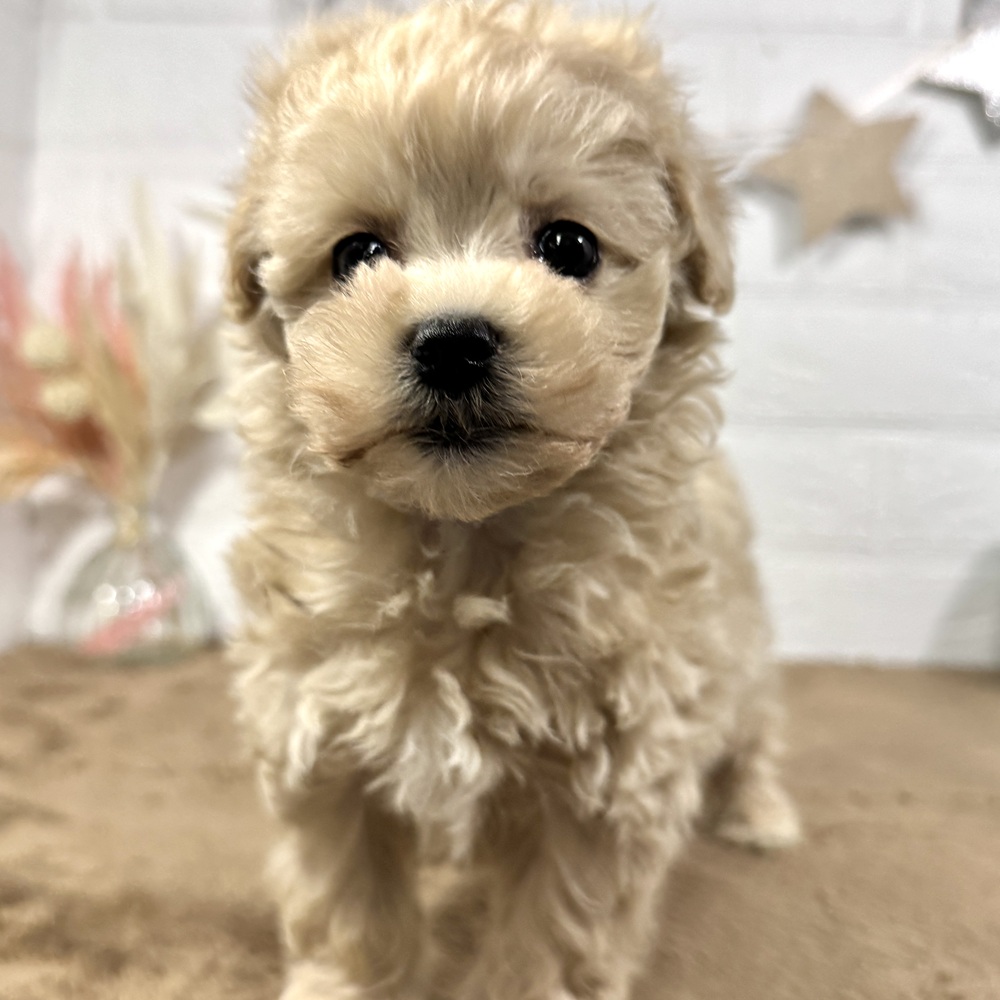 兵庫県のマルプー(マルチーズ×プードル) (犬の家＆猫の里ニッケパークタウン加古川店/2025年10月24日生まれ/男の子/クリーム)の子犬の4枚目の画像